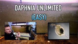 How I Raise Daphnia Water Fleas And You Can Too [upl. by Stier]