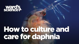 Caring and Culturing for Daphnia [upl. by Anele]