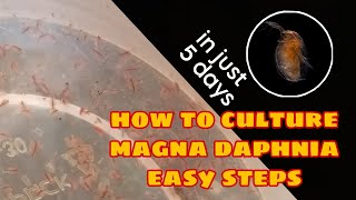 How to Culture Magna Daphnia Easily [upl. by Erastatus]