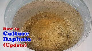 How to Culture Daphnia Update with ZERO Cost  Unlimited Live Food for Our Fish [upl. by Gianni389]