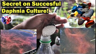 How to Culture Daphnia Successfully [upl. by Seeto]