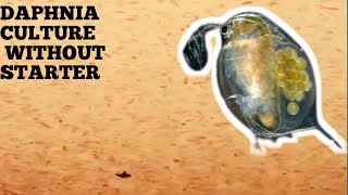 HOW TO CULTURE DAPHNIA NATURALLY WITHOUT A STARTER [upl. by Aplihs]