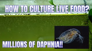 How to Culture Daphnia Secret Method to Breed MILLIONS  Simply Aquatic [upl. by Anilys]