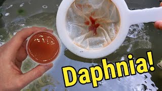 How I Culture Daphnia In Outdoor Tubs [upl. by Celik774]