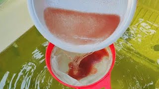 How to culture daphnia  Daphnia culture  How to grow daphnia outdoor [upl. by Ilarrold]