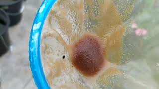 How to culture daphnia moina in a small container Part 1 English Subtitle [upl. by Terrence]