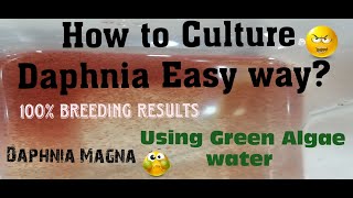 Daphnia MagnaHow to Culture Daphnia Easy wayCulturing Daphnia using Green water Daphnia [upl. by Nannarb]