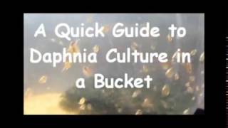 How to culture daphnia outside [upl. by Clarke]