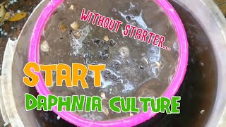 How to culture daphnia moina the easy way 1  Starting the Daphnia culture [upl. by Knitter]