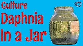 How to Culture Daphnia in a Jar [upl. by Mulligan271]