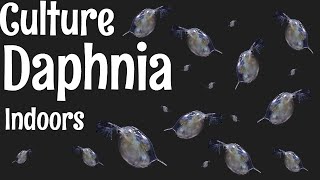 How to Culture Daphnia [upl. by Auqinet]