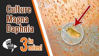 How to culture DAPHNIA MAGNA  The easy way [upl. by Biondo]