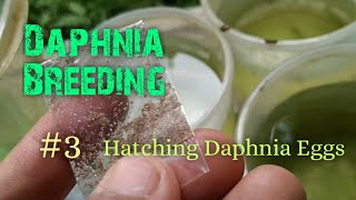 Daphnia Culture made simple and easy 3  Hatching Daphnia eggs [upl. by Allemac]