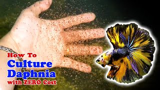 How to Culture Daphnia with ZERO Cost  Unlimited Live Food For Our Fish [upl. by Coit570]