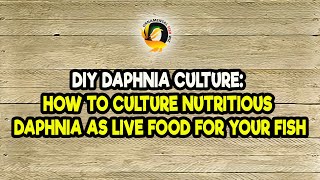 DIY Daphnia Culture How to Culture Nutritious Daphnia as Live Food for Your Fish [upl. by Sadiras]