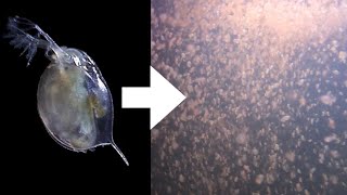 How I Culture Daphnia [upl. by Marven366]