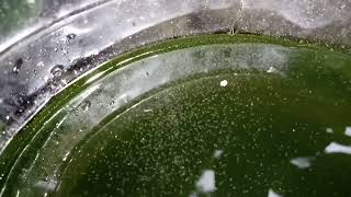 DAPHNIA MOINA CULTURE IN A SMALL BUCKET [upl. by Sile]