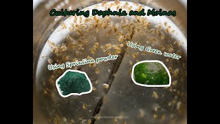 How To Culture Daphnia and Moinas using Green Water Spirulina powder [upl. by Marietta103]