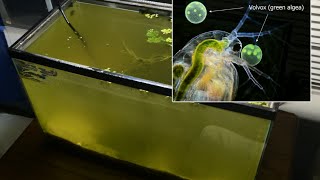 Raising Daphnia for the Freshwater Aquarium [upl. by Gery730]