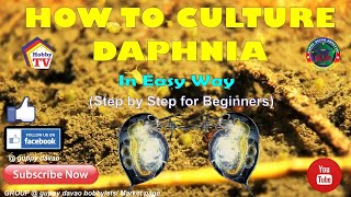 HOW TO CULTURE DAPHNIA In Easy Way [upl. by Adianes]